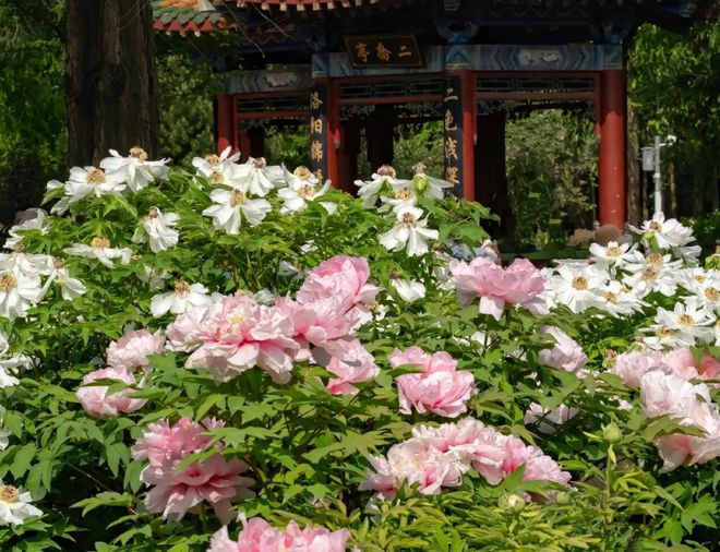 步洛阳牡丹花邂逅国色天香体验唐风古韵新葡京网上赌场清明小长假去哪玩？漫(图2)